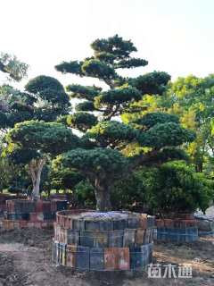 高度180厘米黑松