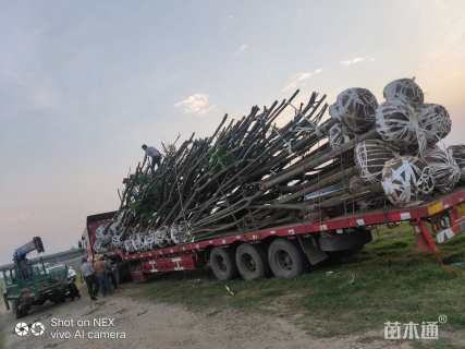 15公分黄山栾树