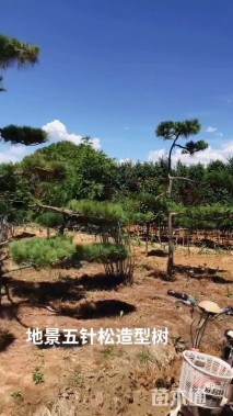 18公分造型五针松