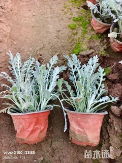 高度10厘米银叶菊