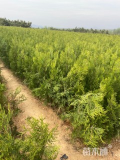 高度65厘米侧柏小苗