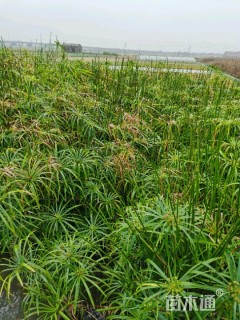 高度30厘米旱伞草