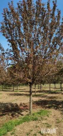 12公分绚丽海棠