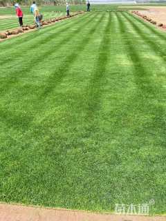 草卷状百慕大草