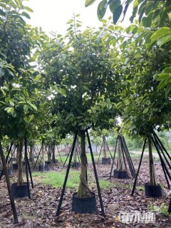 高度400厘米富贵榕