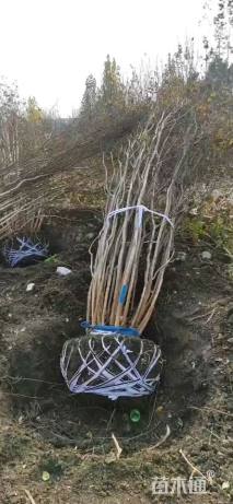 高度350厘米丛生紫薇