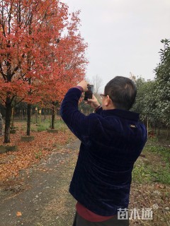 10公分美国红枫