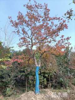 40公分丛生乌桕