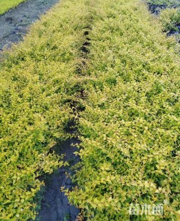 高度30厘米大花六道木