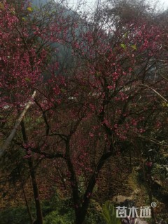 23公分骨里红梅