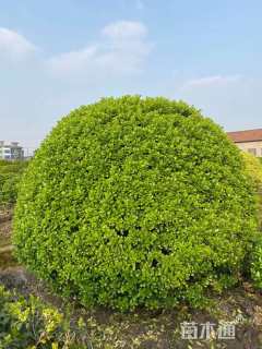 冠幅280厘米大叶黄杨球