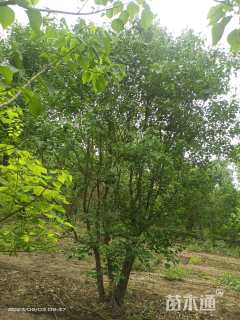 12公分(3杆)丛生乌桕