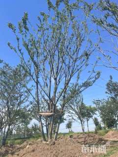 15公分(5杆)丛生朴树