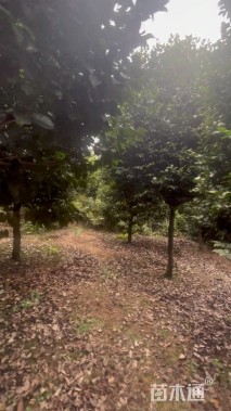 高度350厘米茶花