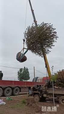 12公分丰盛海棠