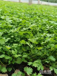 高度15厘米委陵菜