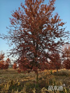 25公分美国红枫