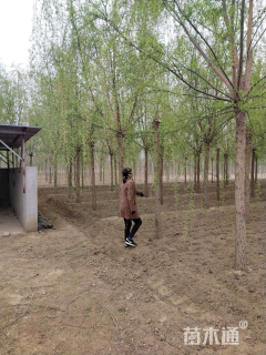 12公分青皮垂柳