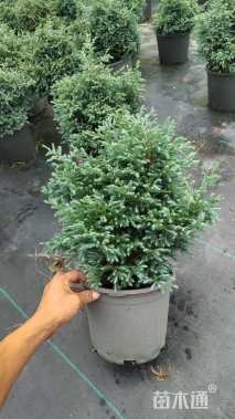 高度40厘米蓝色波尔瓦