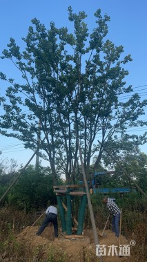 75公分(5杆)丛生乌桕