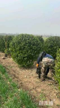 冠幅150厘米卫矛球