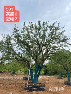 16公分(4杆)丛生香橼