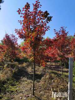 15公分美国红枫