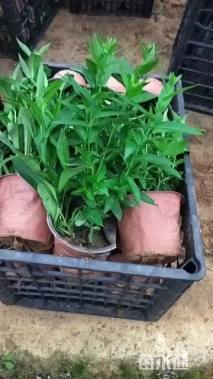 高度10厘米紫菀