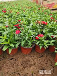 高度20厘米五彩石竹