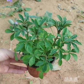 高度25厘米醉蝶花
