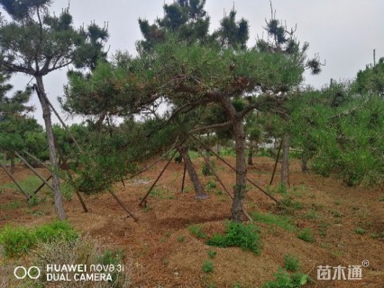 15公分造型黑松