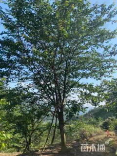 18公分染井吉野樱