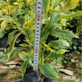 高度35厘米花叶假连翘