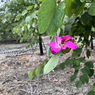 18公分红花羊蹄甲