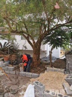 高度6000厘米黄荆