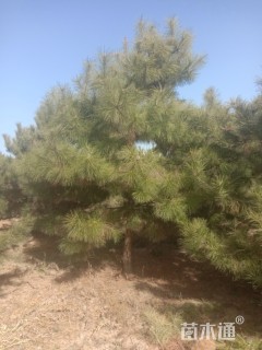15公分新疆杨
