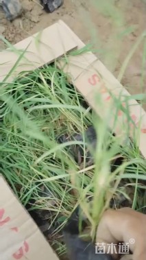 高度20厘米芦苇