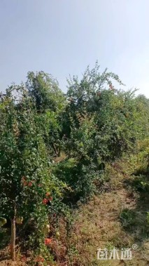 高度400厘米石榴