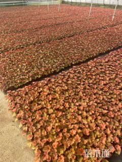 高度18厘米矾根