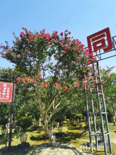 高度800厘米大红紫薇