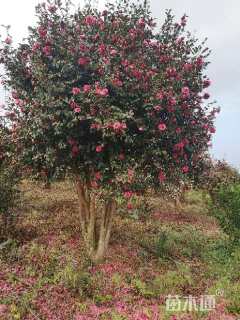 高度400厘米茶梅