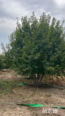 高度600厘米丛生五角枫