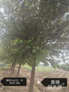 18公分香樟