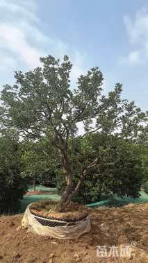 20公分(1杆)丛生香橼