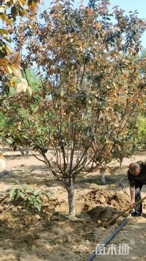 10公分红宝石海棠