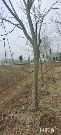 150公分黄山栾树