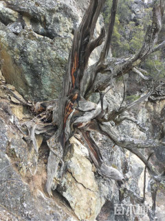 高度1500厘米侧柏