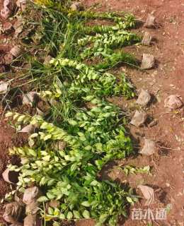 高度50厘米金森女贞