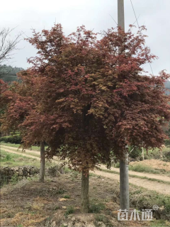 20公分日本红枫