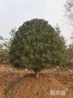 20公分造型白皮松